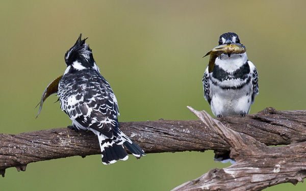 Birds of the Pilanesberg